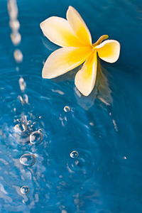 Flower floating in the water