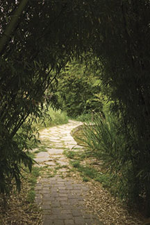Path through Bamboo